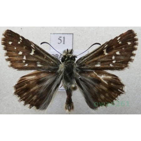 Pyrgus alveus Hübner, 1803 Powszelatek alweus Czech5l